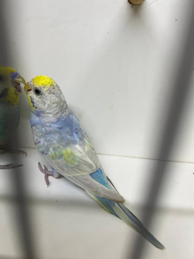Rainbow  Quality Pair 2
