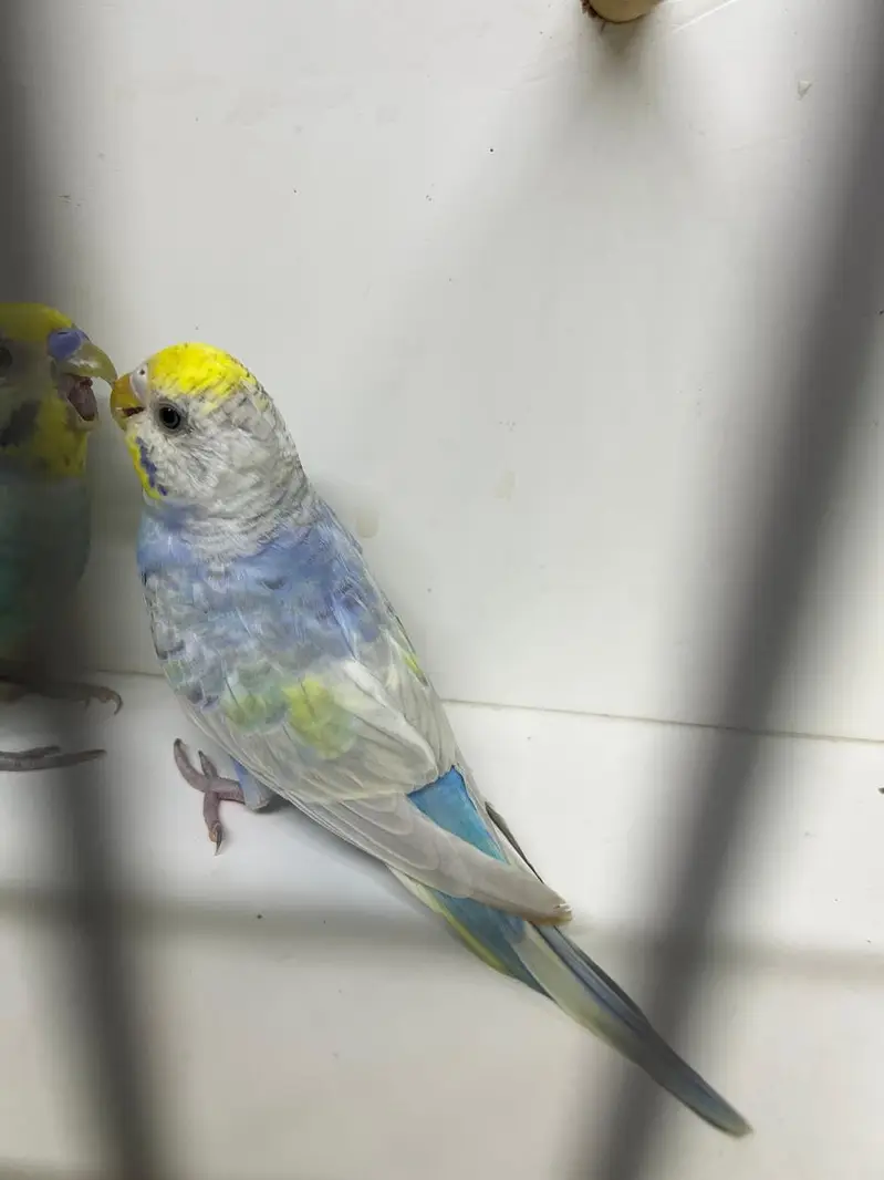 Rainbow  Quality Pair — photo 3
