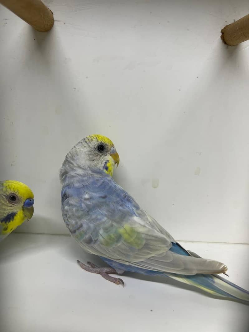 Rainbow  Quality Pair 3