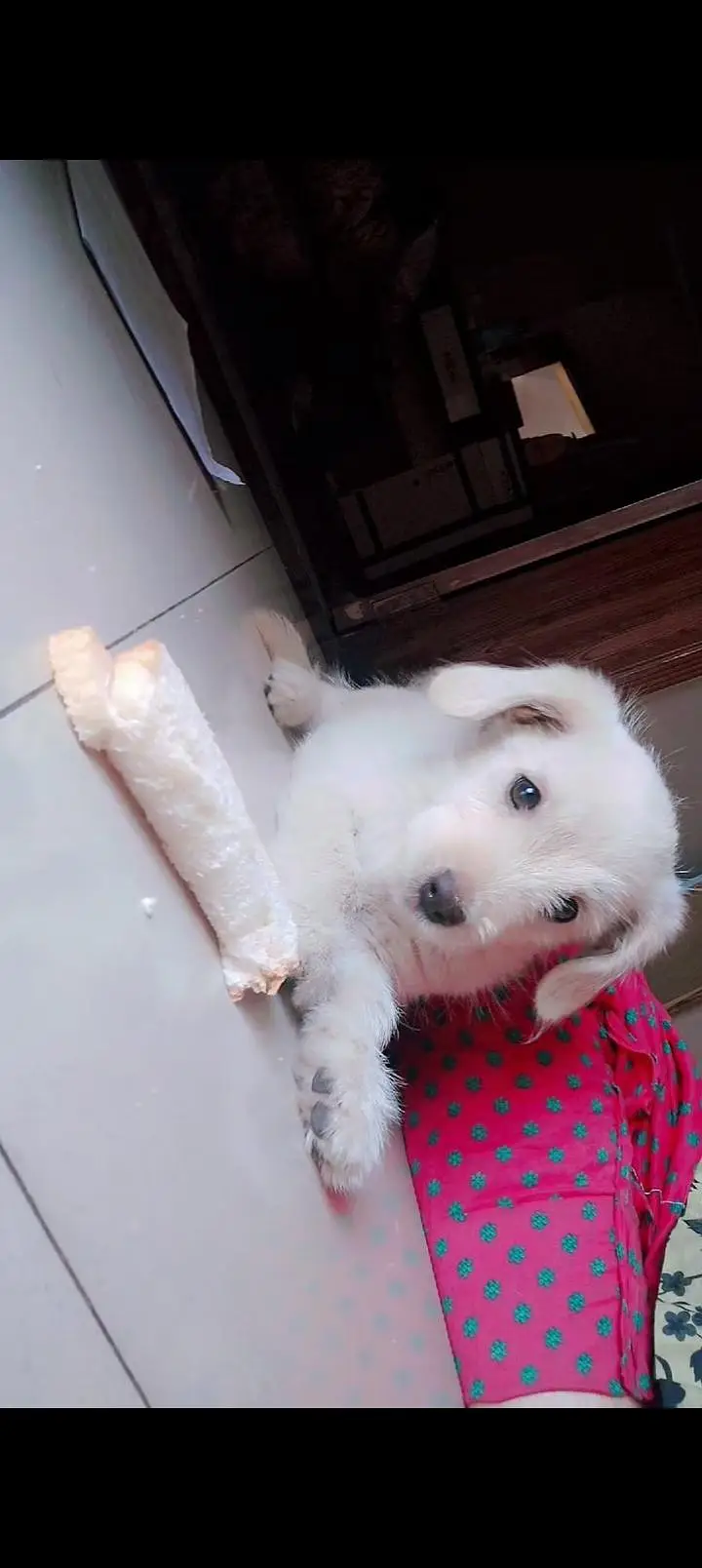 Fully Trained puppy — photo 4