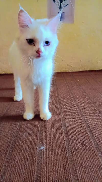 Persian cat female for sale