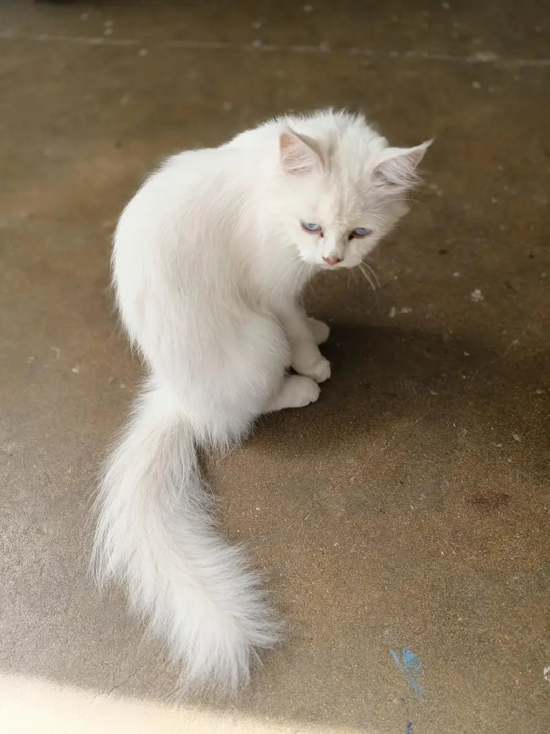 Persian cat female for sale — photo 4