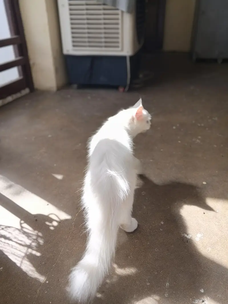 Persian cat female for sale — photo 5