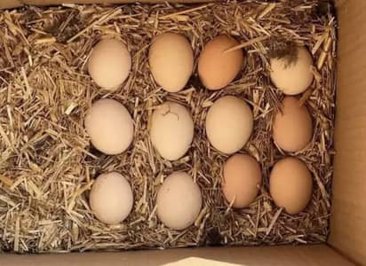 Desi fresh organic eggs