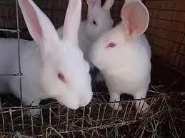 1 Active pair — photo 5