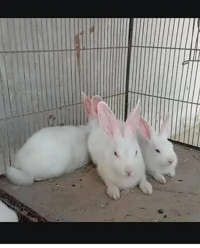 1 Active pair — photo 6