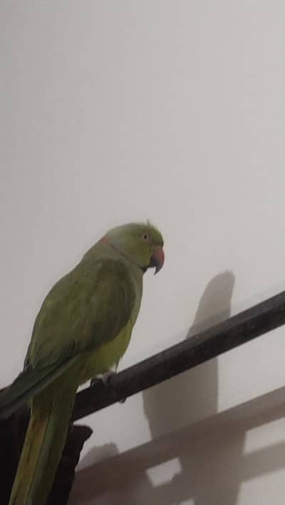 PARROT FOR SALE WITH CAGE