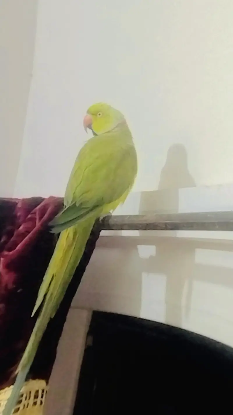 PARROT FOR SALE WITH CAGE — photo 2