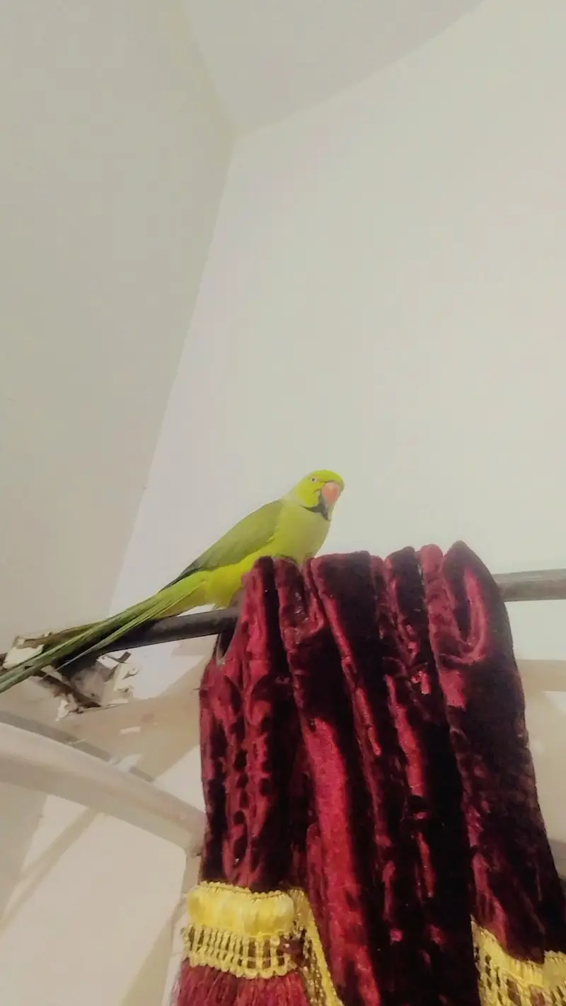 PARROT FOR SALE WITH CAGE — photo 3