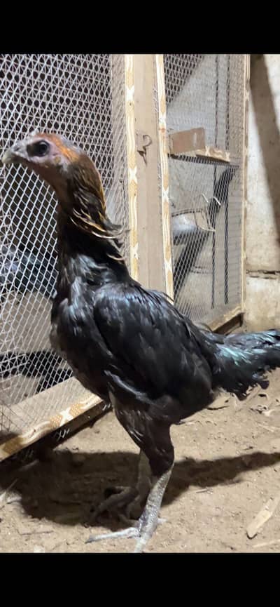 Thai black dargon pathi for sale
