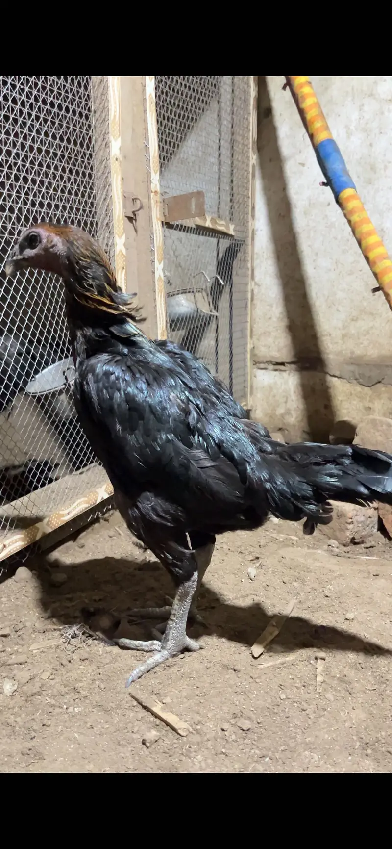 Thai black dargon pathi for sale — photo 2