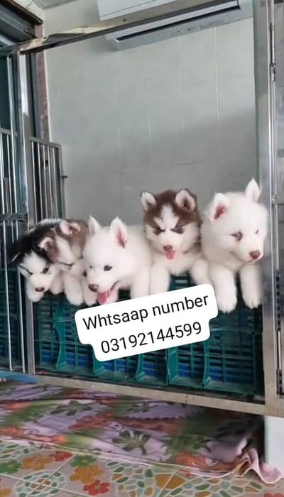 Siberian husky fore sale