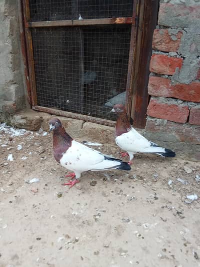 indain pair