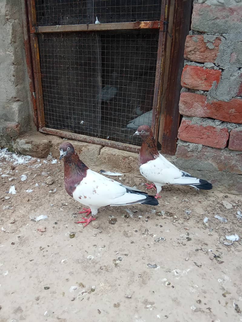 indain pair 0