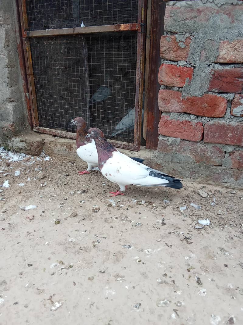 indain pair 1