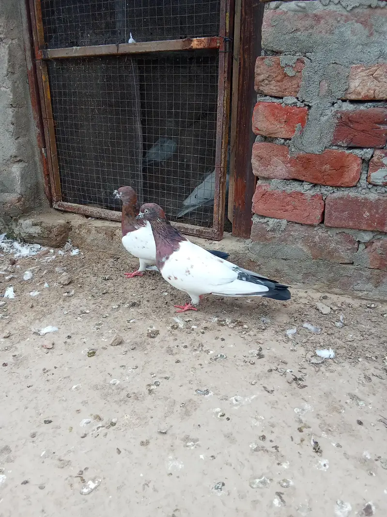 indain pair — photo 2