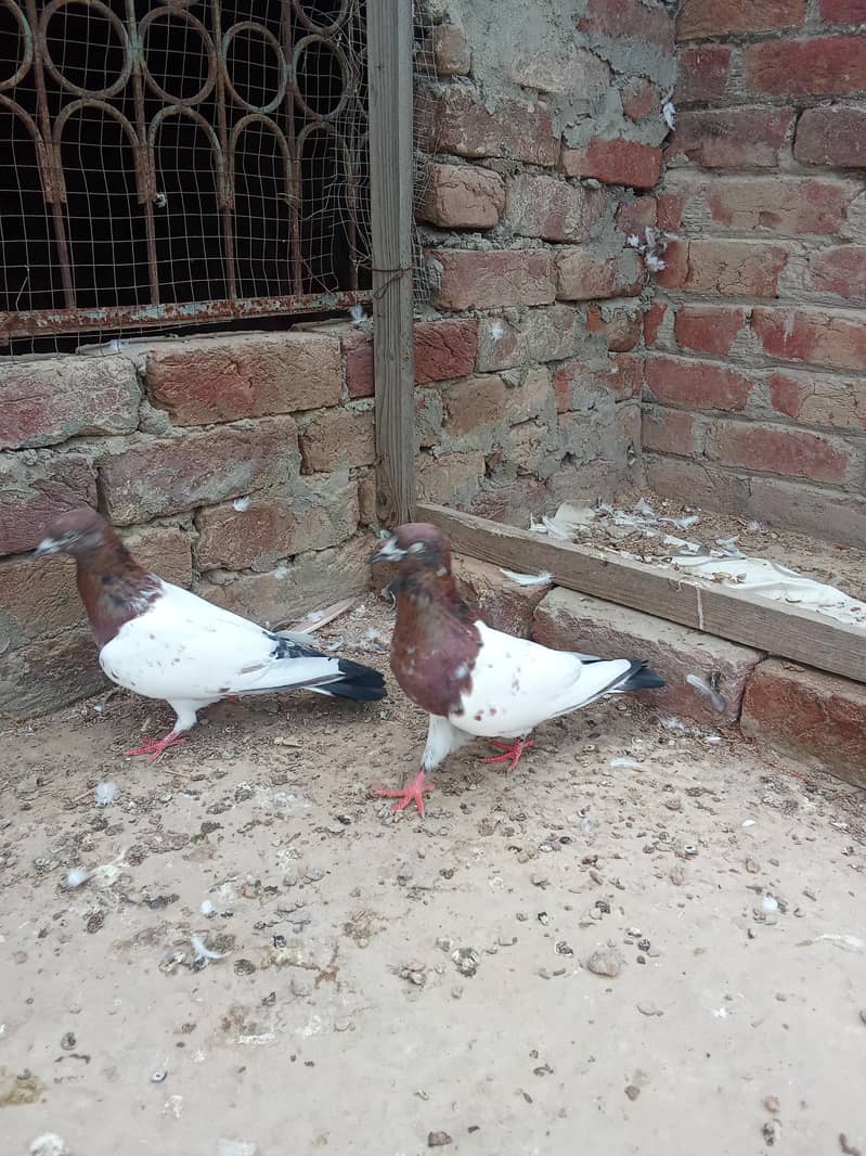 indain pair 2