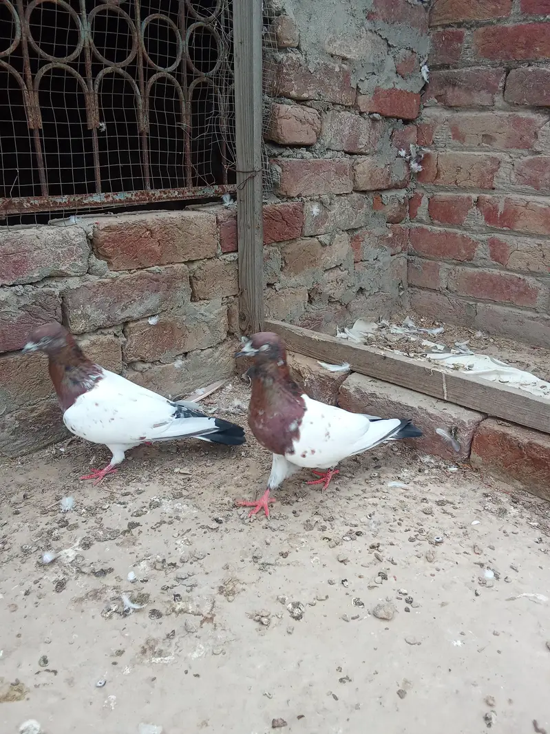indain pair — photo 3