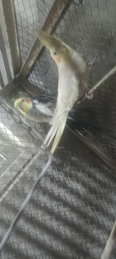 Cocktail parrot for sale guaranteed breeder Jambo size