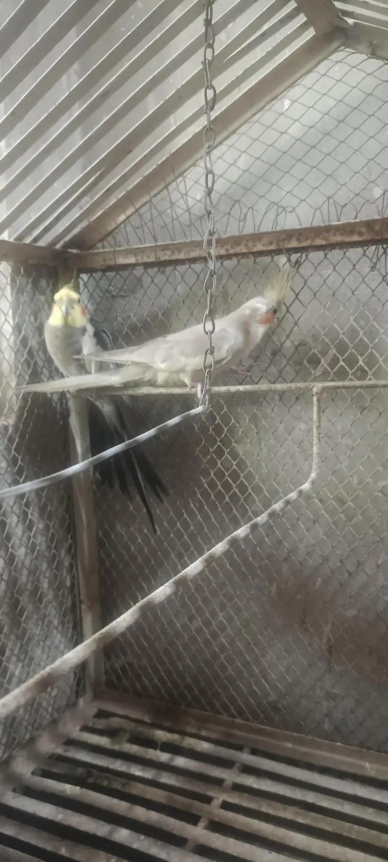 Cocktail parrot for sale guaranteed breeder Jambo size — photo 2
