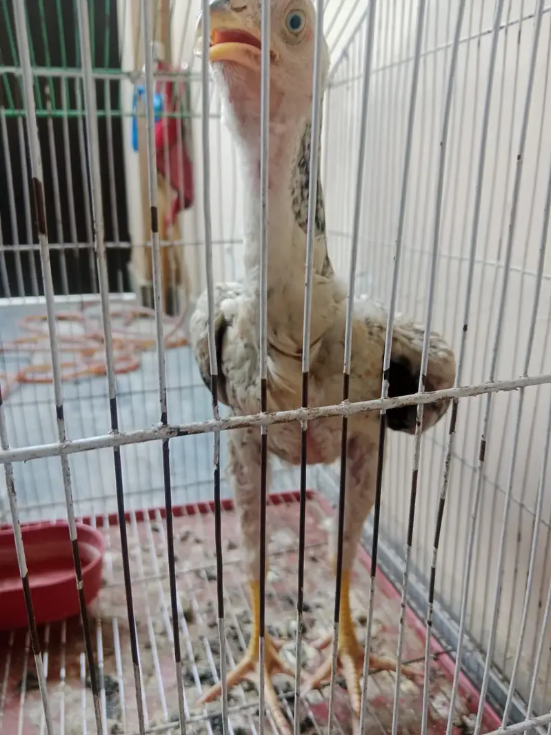 Aseel chena chick healthy active — photo 2