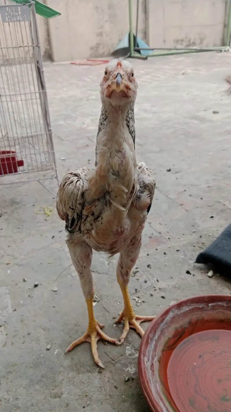 Aseel chena chick healthy active — photo 3