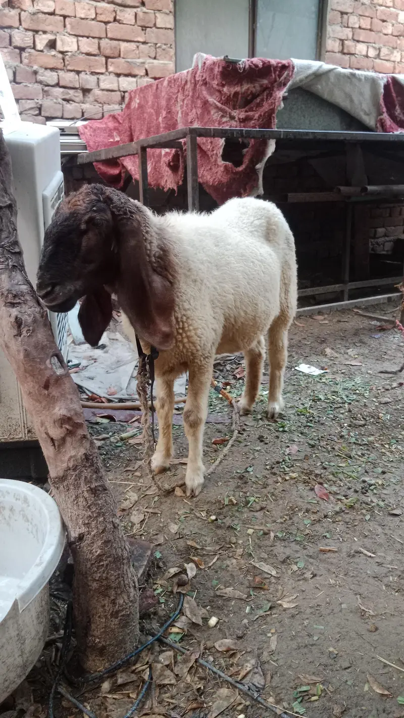 pure Desi sheep — photo 2