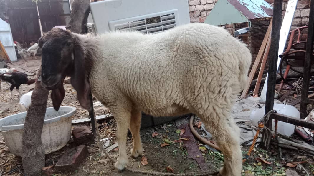 pure Desi sheep 2