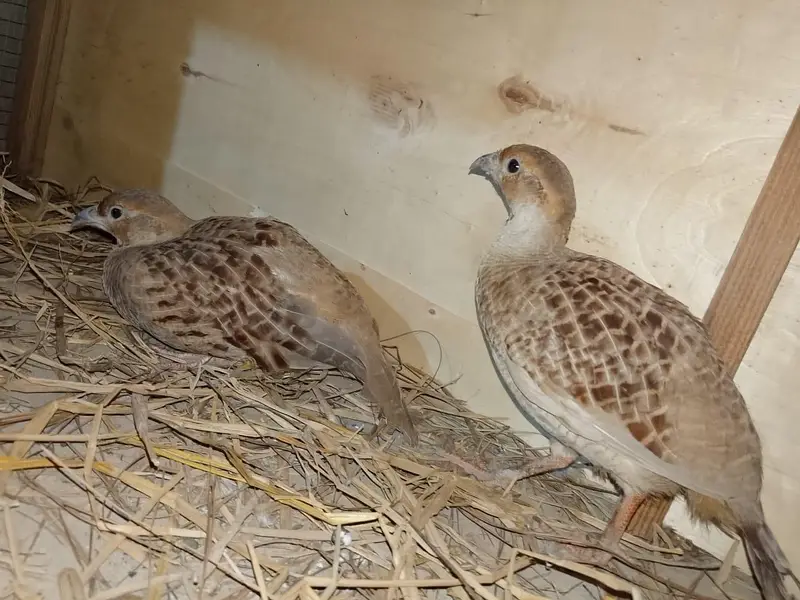 Irani pair ha Azad ghoome wale — photo 2