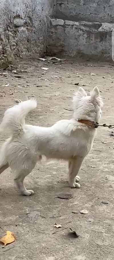 rusiian fever pup
