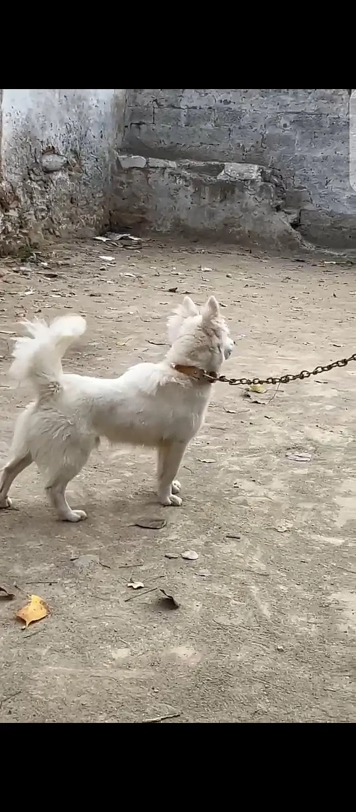 rusiian fever pup — photo 2