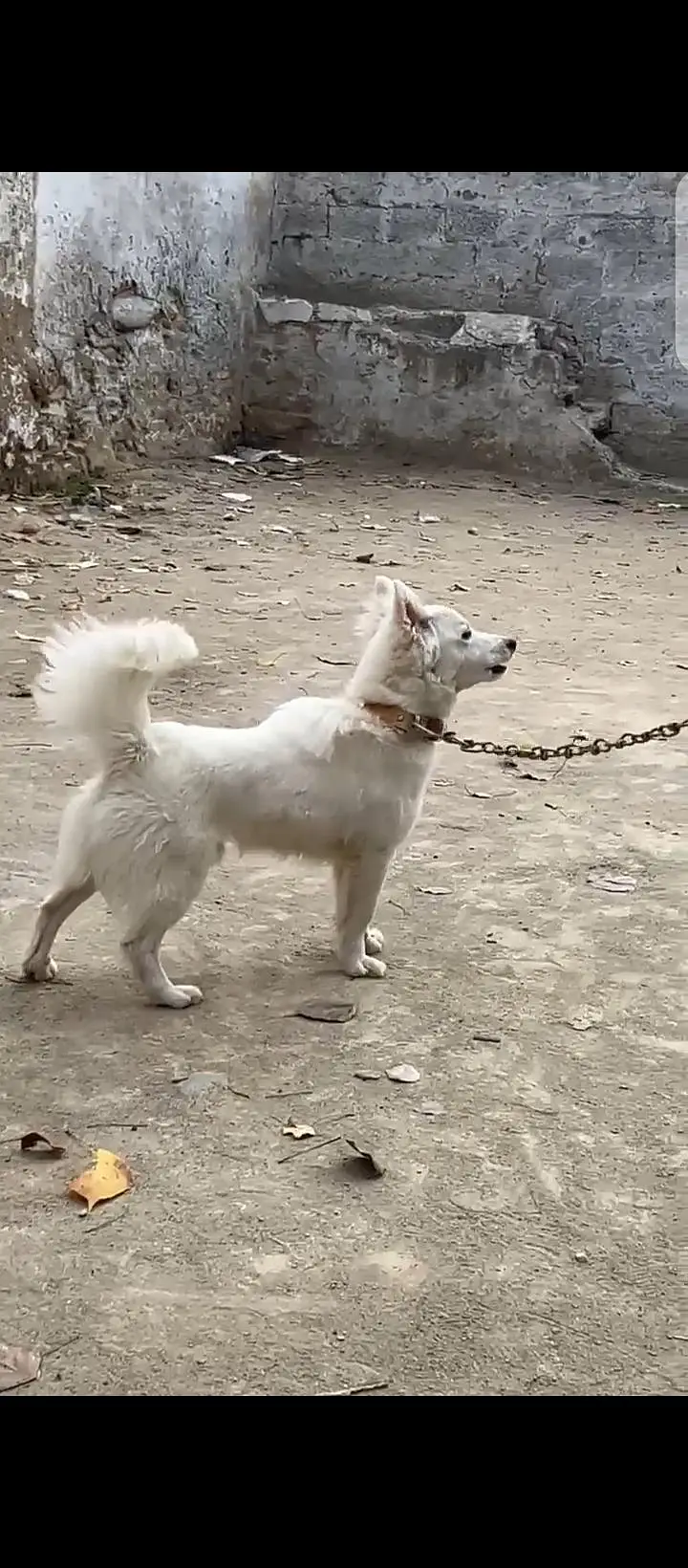 rusiian fever pup — photo 3