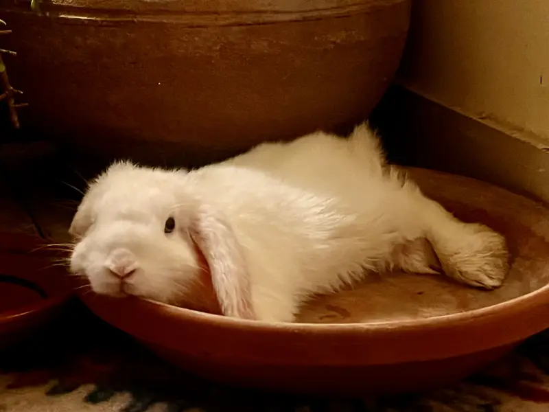 Blue eyed holland lop bunny — photo 2