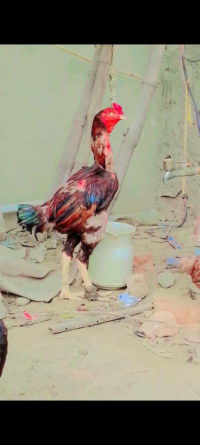 Sindhi aseel murga ha bht mazbot ha long height ha03081130039