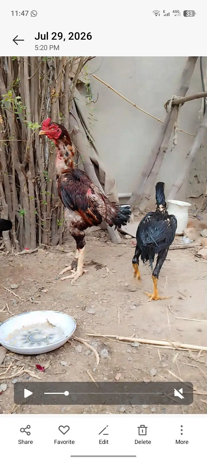 Sindhi aseel murga ha bht mazbot ha long height ha03081130039 — photo 2