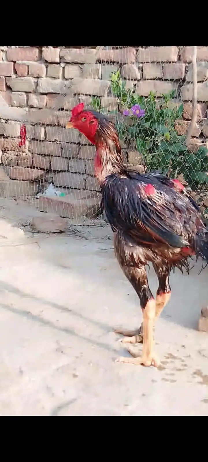 Sindhi aseel murga ha bht mazbot ha long height ha03081130039 — photo 3