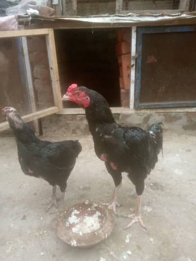 selling hen
