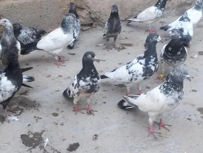 piplan barid hay , Shok khtam ,40 Dany han bardar jory or bachy Bhi ha — photo 2