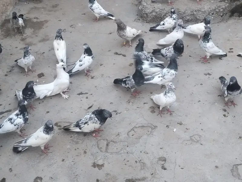 piplan barid hay , Shok khtam ,40 Dany han bardar jory or bachy Bhi ha — photo 3
