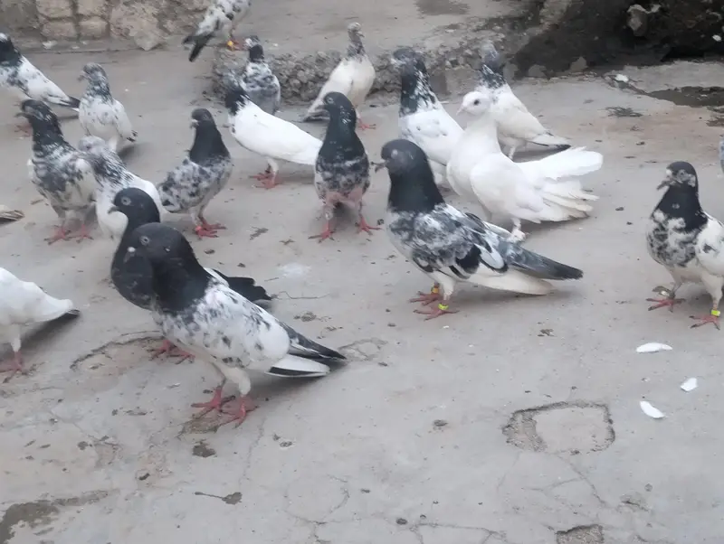 piplan barid hay , Shok khtam ,40 Dany han bardar jory or bachy Bhi ha — photo 4