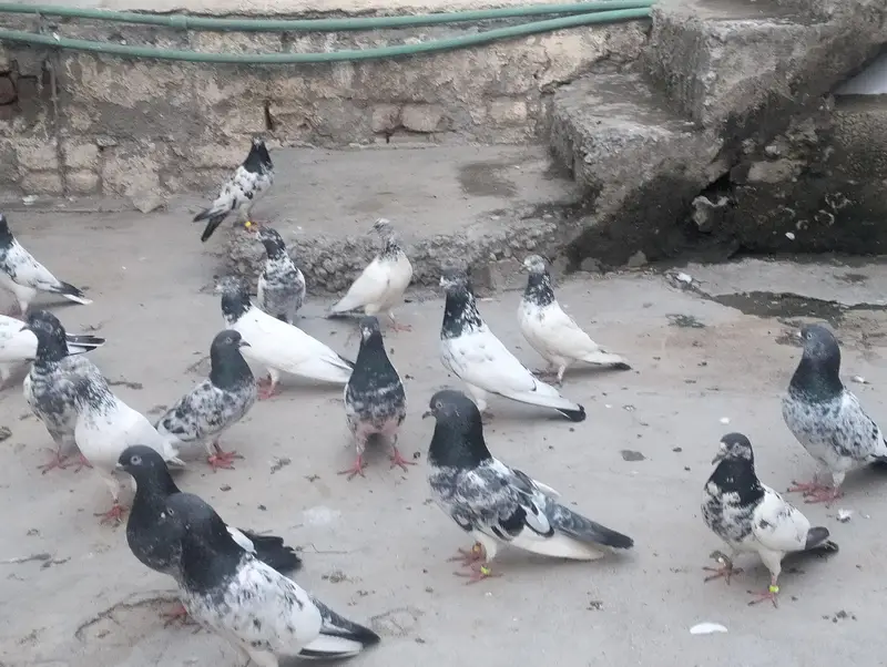piplan barid hay , Shok khtam ,40 Dany han bardar jory or bachy Bhi ha — photo 5