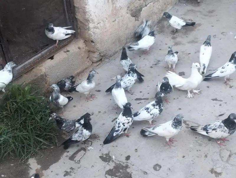 piplan barid hay , Shok khtam ,40 Dany han bardar jory or bachy Bhi ha — photo 6