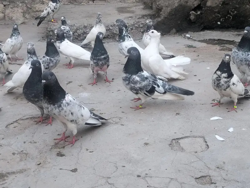 piplan barid hay , Shok khtam ,40 Dany han bardar jory or bachy Bhi ha — photo 7