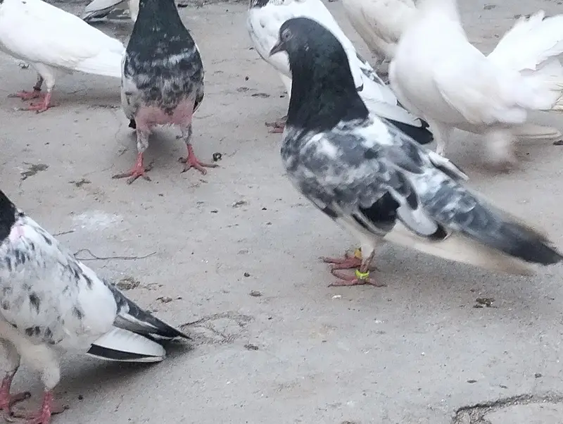 piplan barid hay , Shok khtam ,40 Dany han bardar jory or bachy Bhi ha — photo 8