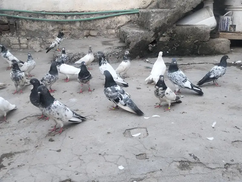 piplan barid hay , Shok khtam ,40 Dany han bardar jory or bachy Bhi ha — photo 9