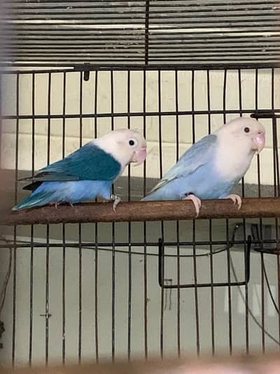 palefellow working pair