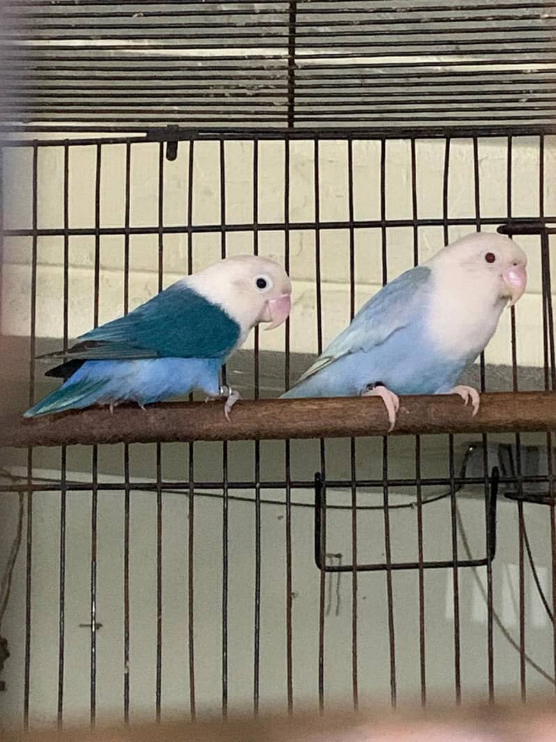 palefellow working pair 0