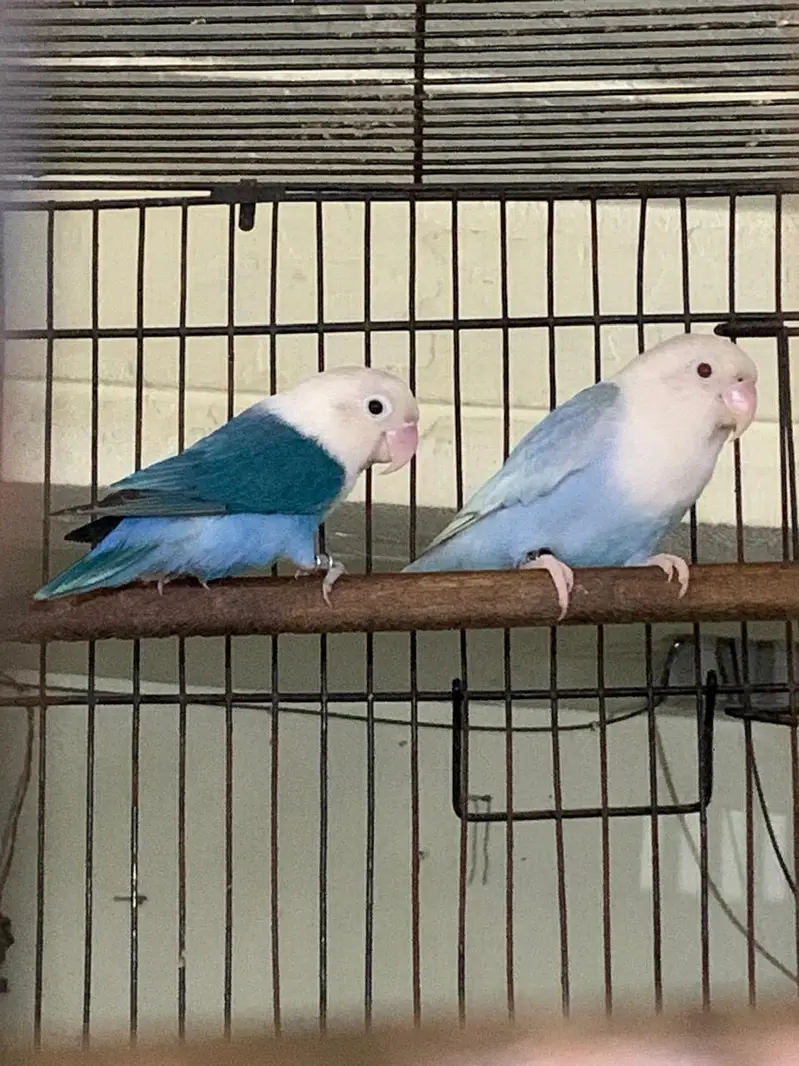 palefellow working pair