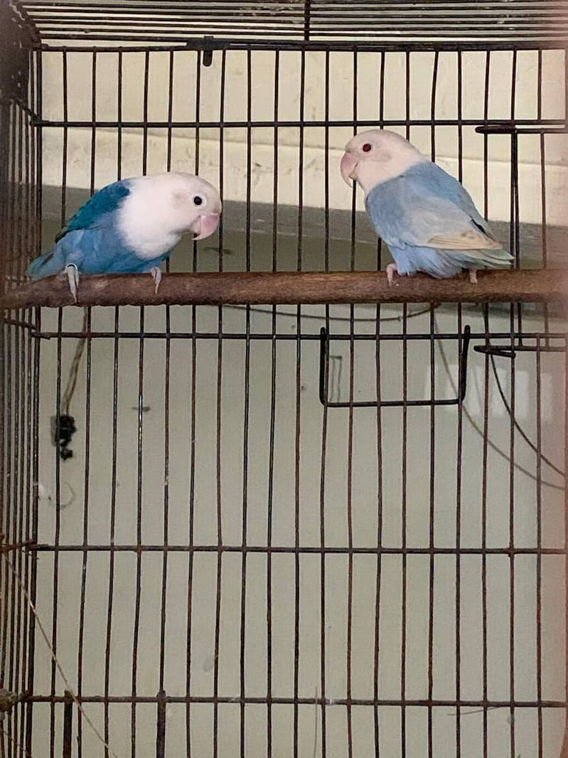 palefellow working pair 3