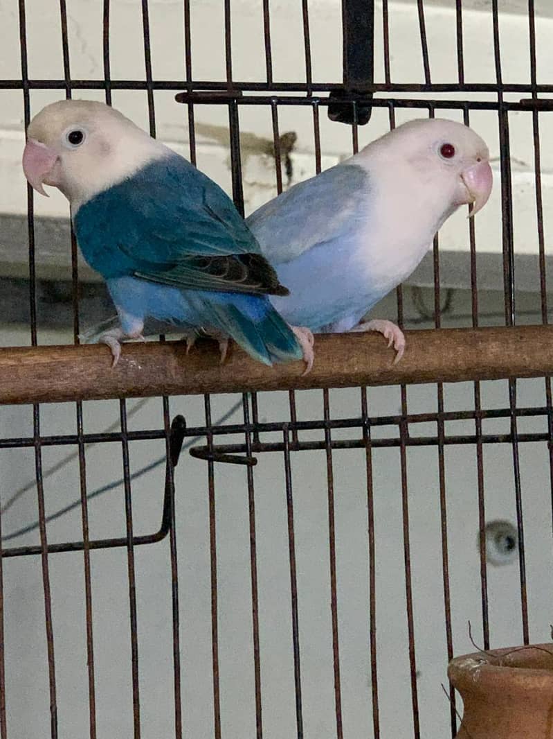 palefellow working pair 4